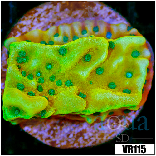 Kung Pao Montipora