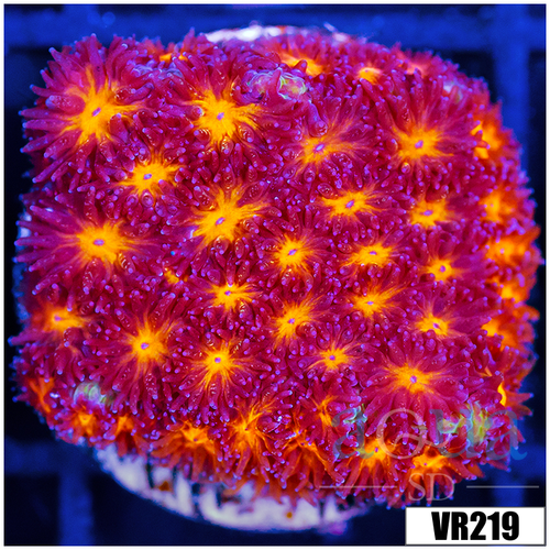 Orenji Eye Leptastrea