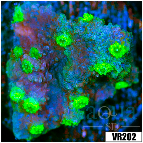 Jokers Cyphastrea