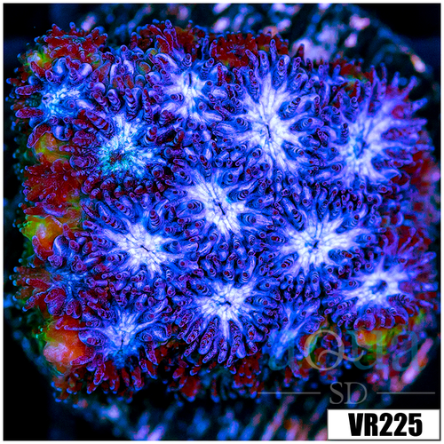 Blue Ice Leptastrea
