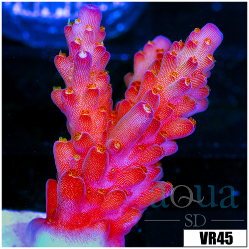 BC Unicorn Bubble Bath Acropora