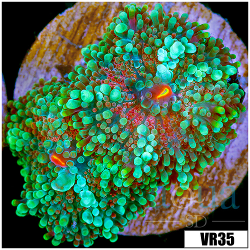 Emerald Yuma Ricordea