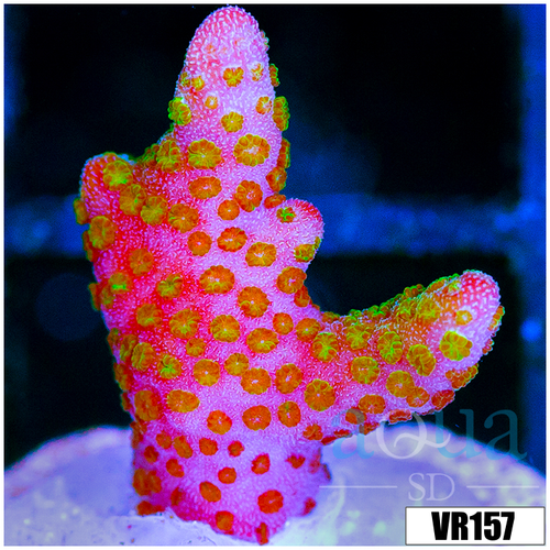 Red Montipora Digitata