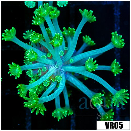 Neon Alveopora