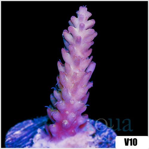 Strawberry Tort Acropora