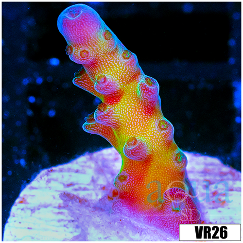 Miyagi Tort Acropora