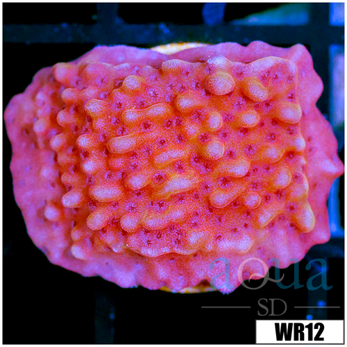Orange Phoenix Montipora