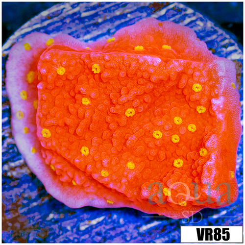 Sunburst Montipora
