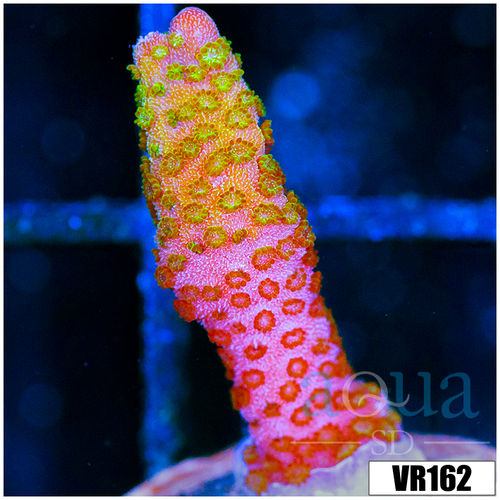 Red Montipora Digitata