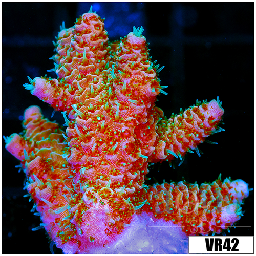 ASD Rainbow Mille