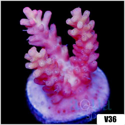 Strawberry Tort Acropora