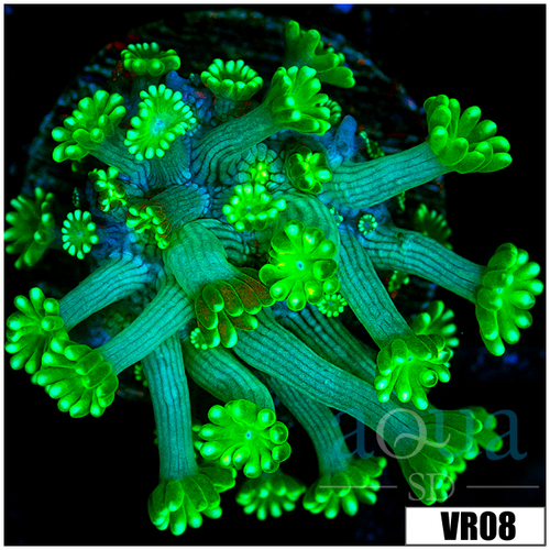 Neon Alveopora