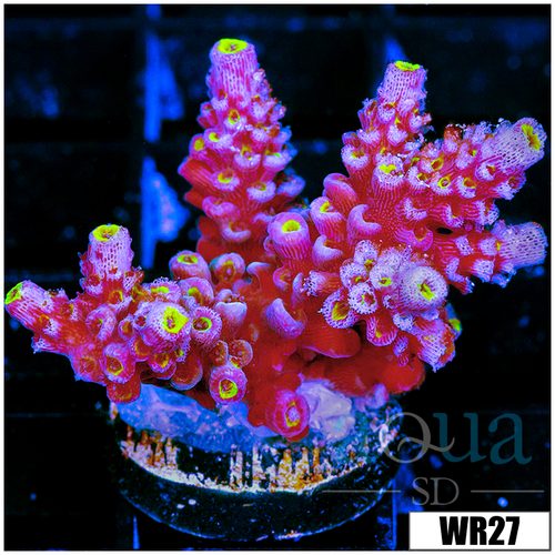 Golden Tips Tenuis