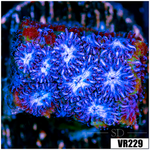 Blue Ice Leptastrea