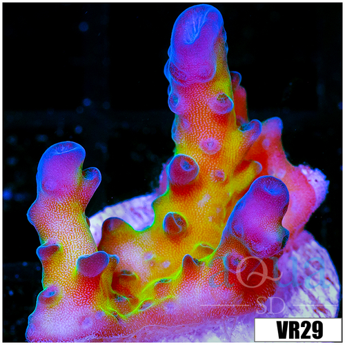 Miyagi Tort Acropora