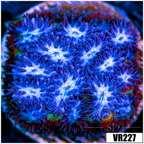 Blue Ice Leptastrea