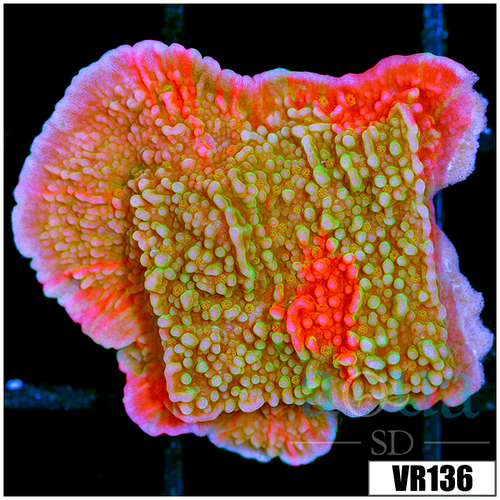 ASD Grafted Montipora