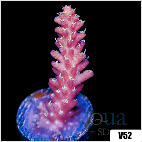 Strawberry Tort Acropora