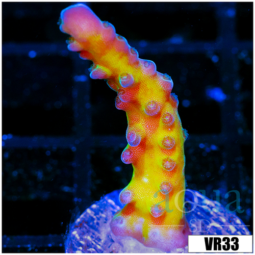 Miyagi Tort Acropora