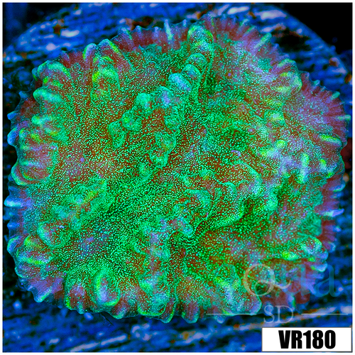 Sparkling Merulina Ampliata