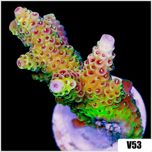 ASD Rainbow Mille