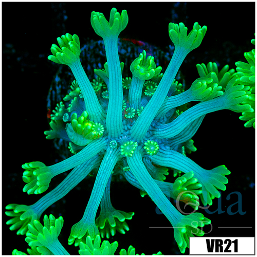 Neon Alveopora