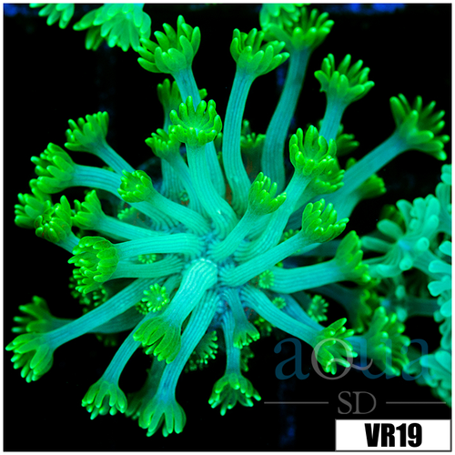 Neon Alveopora