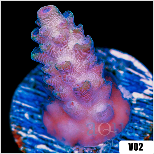 Strawberry Tort Acropora