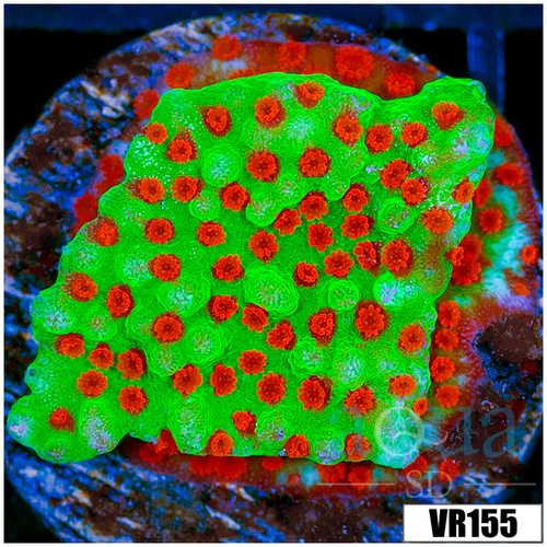 Chili Pepper Montipora