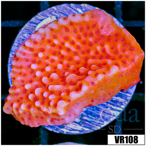 Orange Phoenix Montipora