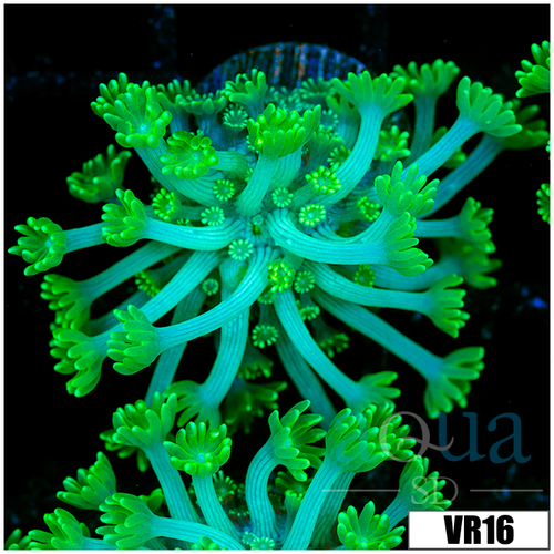 Neon Alveopora