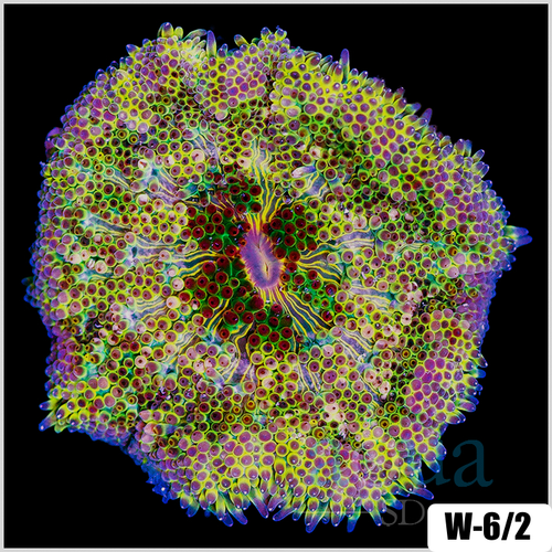 ASD Maxi Mini Carpet Anemone
