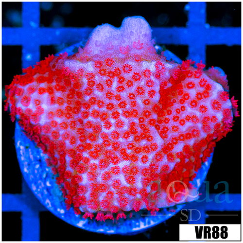 Red Montipora Digitata
