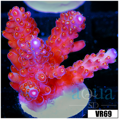 BC Unicorn Bubble Bath Acropora