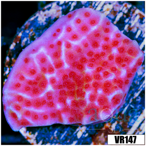 Jedi Mind Trick Montipora