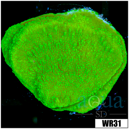 Neon Plating Montipora