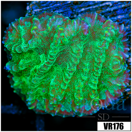 Sparkling Merulina Ampliata