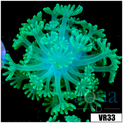 Neon Alveopora