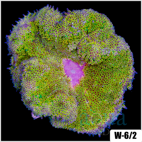 ASD Maxi Mini Carpet Anemone