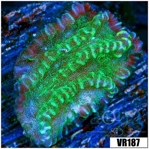 Sparkling Merulina Ampliata