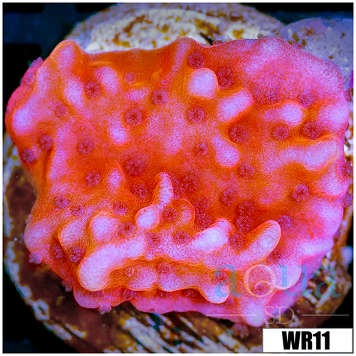 Orange Phoenix Montipora
