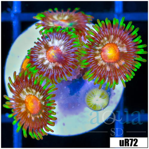 ASD Daisy Cutter Zoanthids