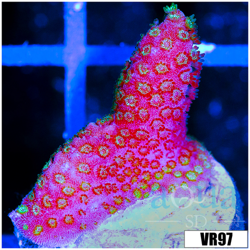 Red Montipora Digitata
