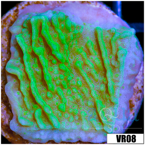 Neon Montipora