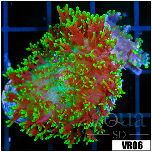 Nuclear Fuzzy Mushroom