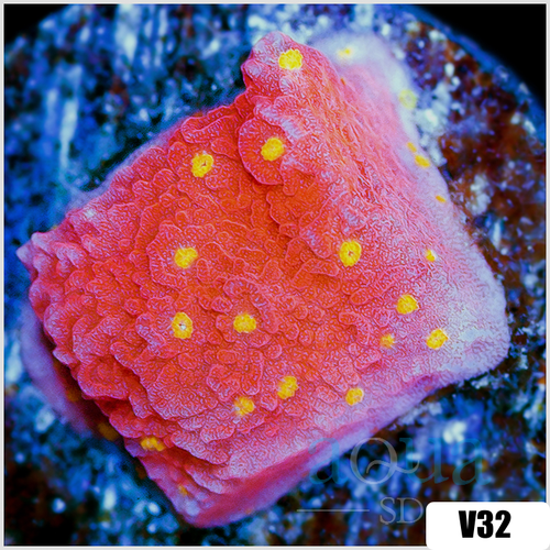Sunburst Montipora