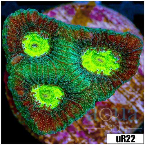 Toxic Eyes Goniastrea