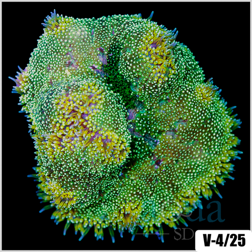 Baby Hadonni Carpet Anemone