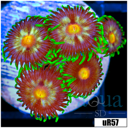 ASD Daisy Cutter Zoanthids