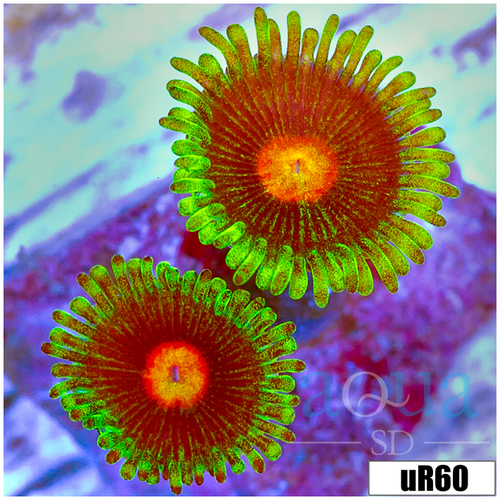 ASD Daisy Cutter Zoanthids